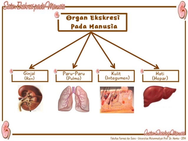 4 Organ Ekskresi